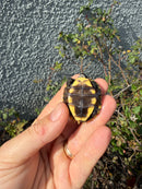 Southern Keeled Box Turtle Baby