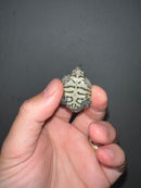 Concentric Diamondback Terrapin 2023 (Malaclemys terrapin)