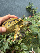 Eastern Hermann's Tortoise Adult Female