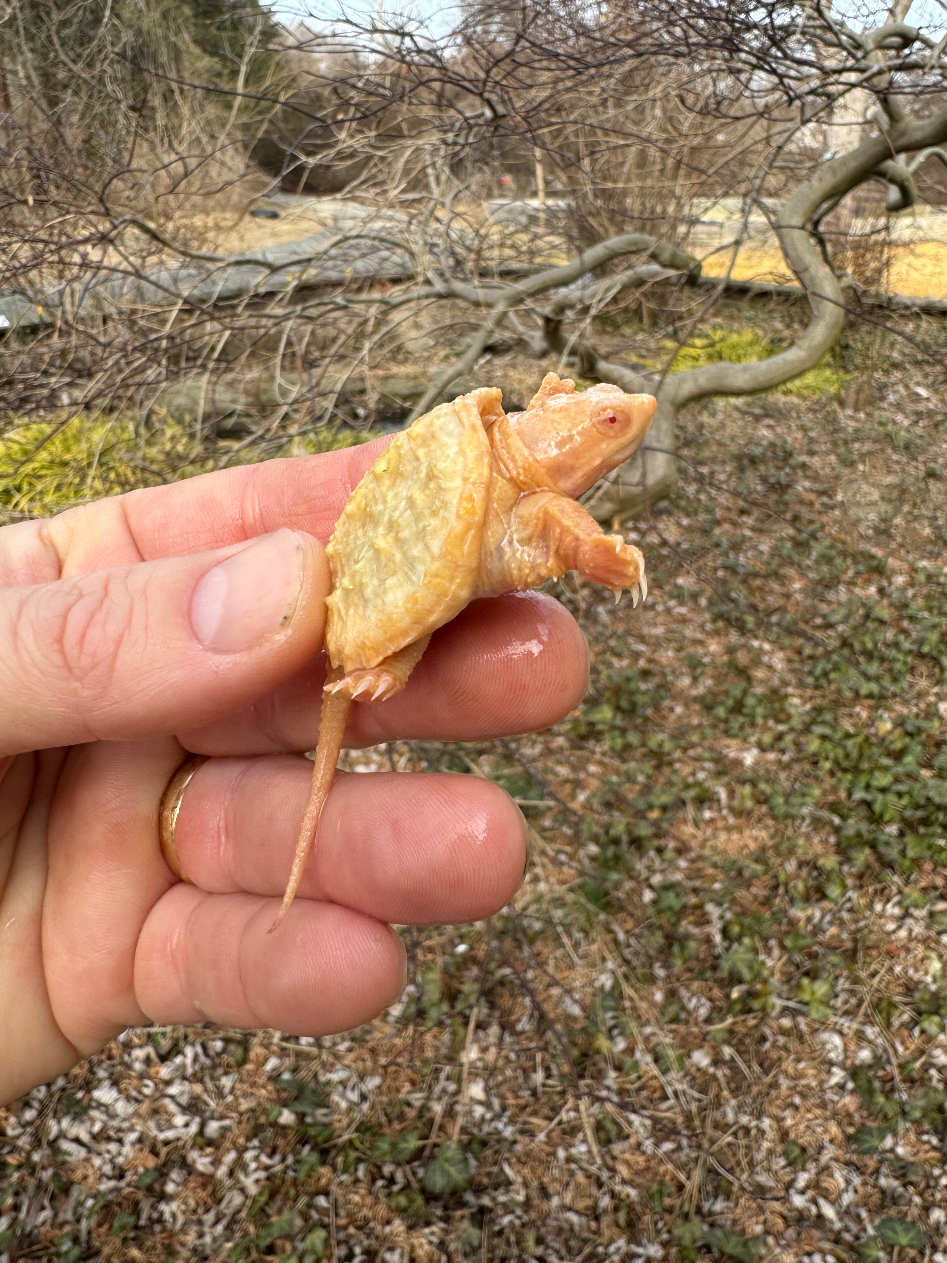 Baby Albino Common Snapping Turtles For Sale | American Reptile ...