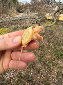Baby Albino Common Snapping Turtle Female