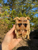 Marginated Tortoise Female