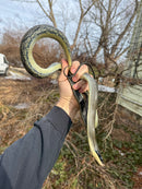 Vietnamese Blue Beauty Adult Male