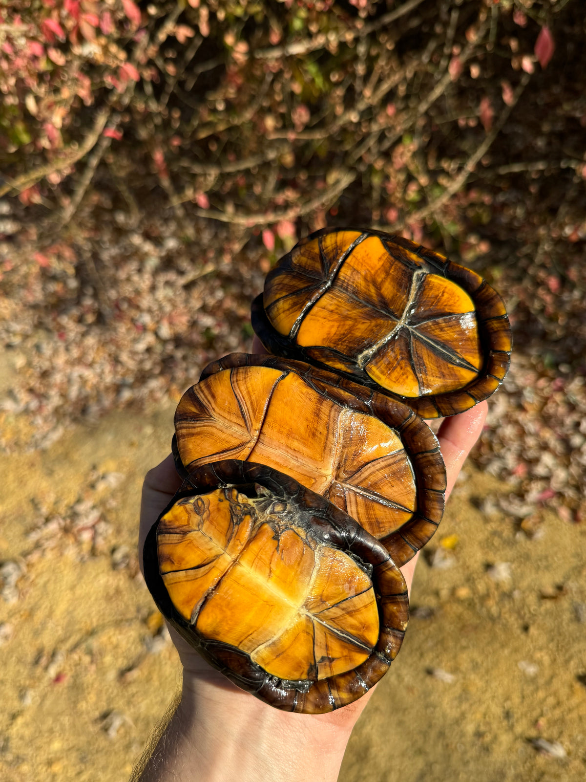 【CPGN STUDIO】Turtle Cooter Pigment MTM Spotted Turtle For Sale | American Reptile Distributors