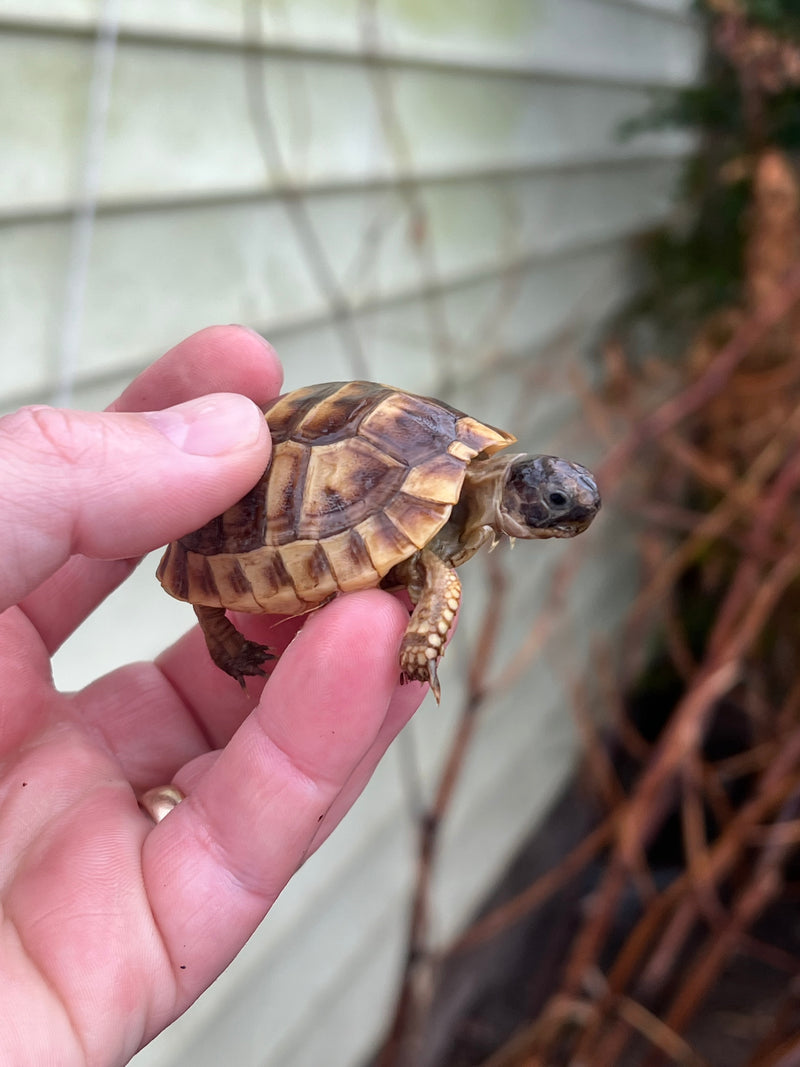 Syrian Golden Greek Tortoise For Sale American Reptile Distributors