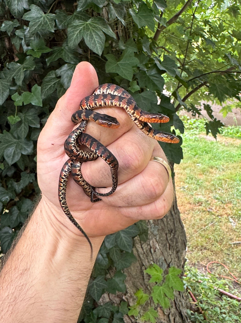 Broad Banded Water Snake CB Babies (CLUTCH