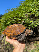 Keeled Box Turtle Adult Female