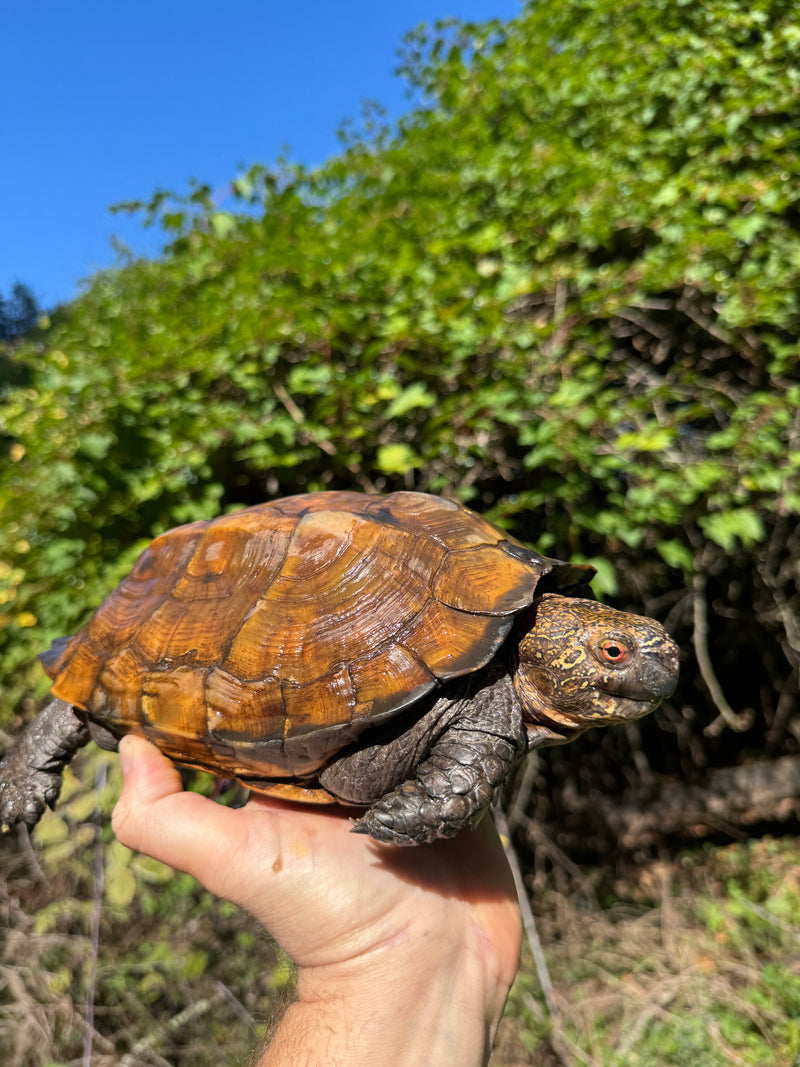 Keeled Box Turtle Adult Female