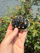 Ornate Diamondback Terrapin Female