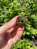 HI YELLOW Florida Box Turtle