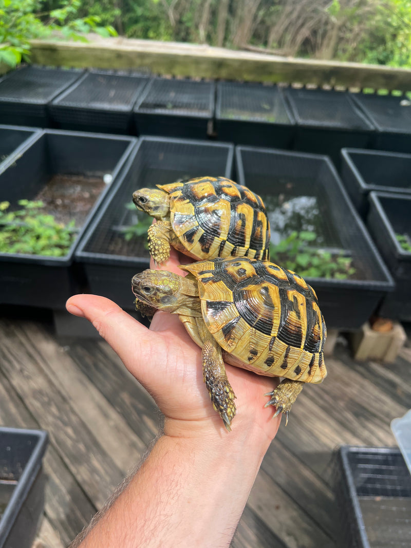 Eastern Hermann's Tortoise Pair