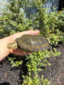 Sicilian Pond Turtle Adult Pair