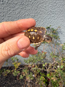 Hi Color Eastern Box Turtle Baby