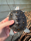 Ornate Diamondback Terrapin Female