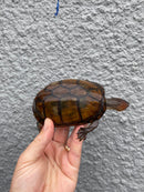 Red Cheeked Mud Turtle Adult Trio