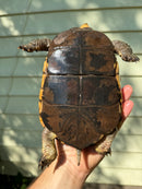 Chinese Box Turtle Adult Pair (Cuora flavomarginata)