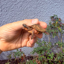 Vietnamese Three-striped Box Turtle
