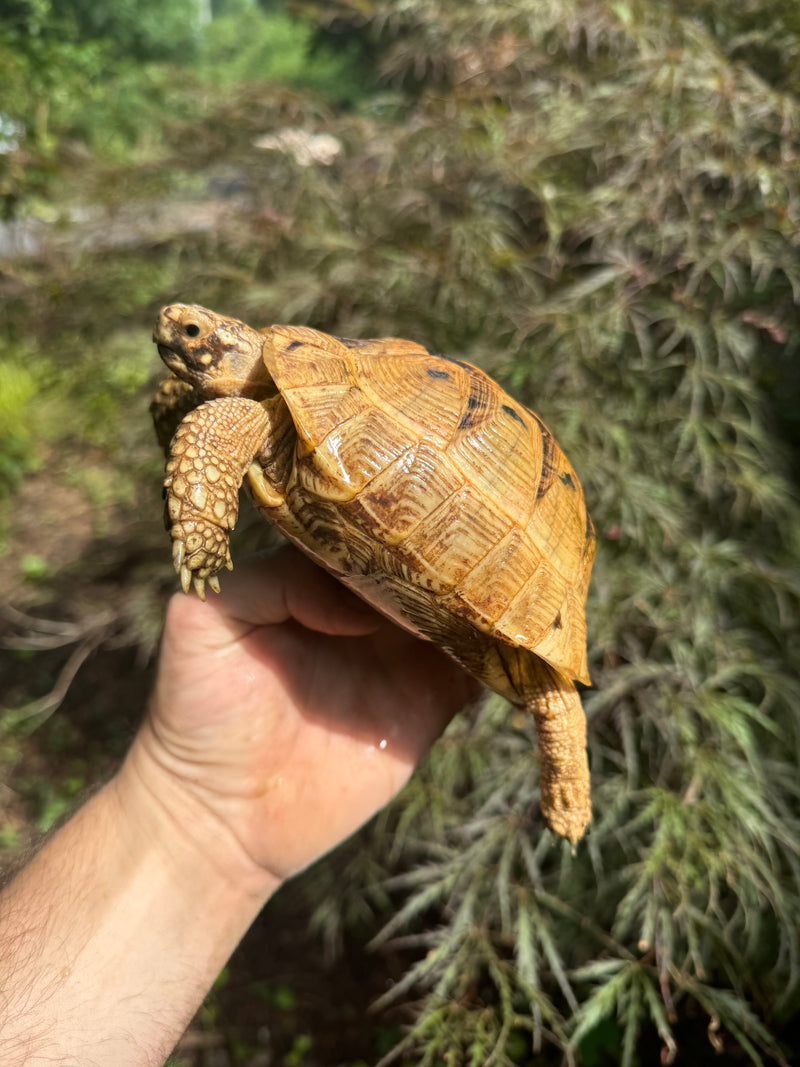 Syrian Golden Greek Tortoise Pair