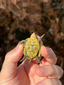 HI YELLOW Florida Box Turtle Baby
