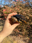 Red Cheeked Mud Turtle Adult Trio