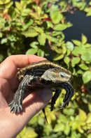 Balkan Pond Turtle Adult Male