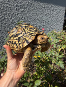 Leopard Tortoise Sub Adult Male