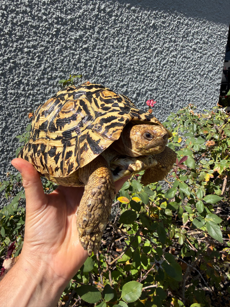 Leopard Tortoise Adults For Sale | American Reptile Distbutors
