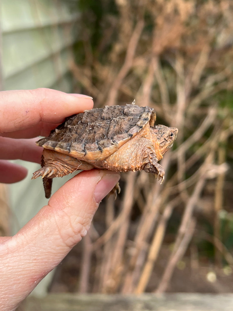 Hypomelanistic Common Snapping Turtle (Nip Tail)  (Chelydra serpentina)