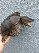 Florida Snapping Turtle Adult Female