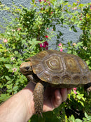 Burmese Brown Mountain Tortoise Female