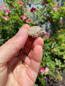 Albino Florida Snapping Turtle 2026