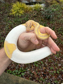 Hi White Banana Pied Ball Python Adult Female