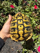 Eastern Hermann's Tortoise Adult Male