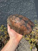 Reeves Turtles Adult Pair