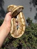 Banana Ball Python Mixed Morph Female