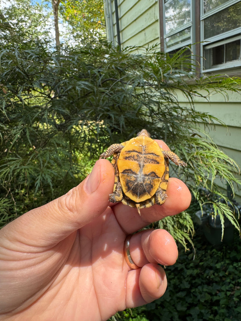 Hi Color Orange Baby Eastern Box Turtle