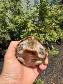Razor backed Musk Turtle CB Adult Male