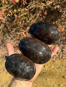Red Cheeked Mud Turtle Adult Trio