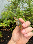 Hi Orange Leopard Softshell