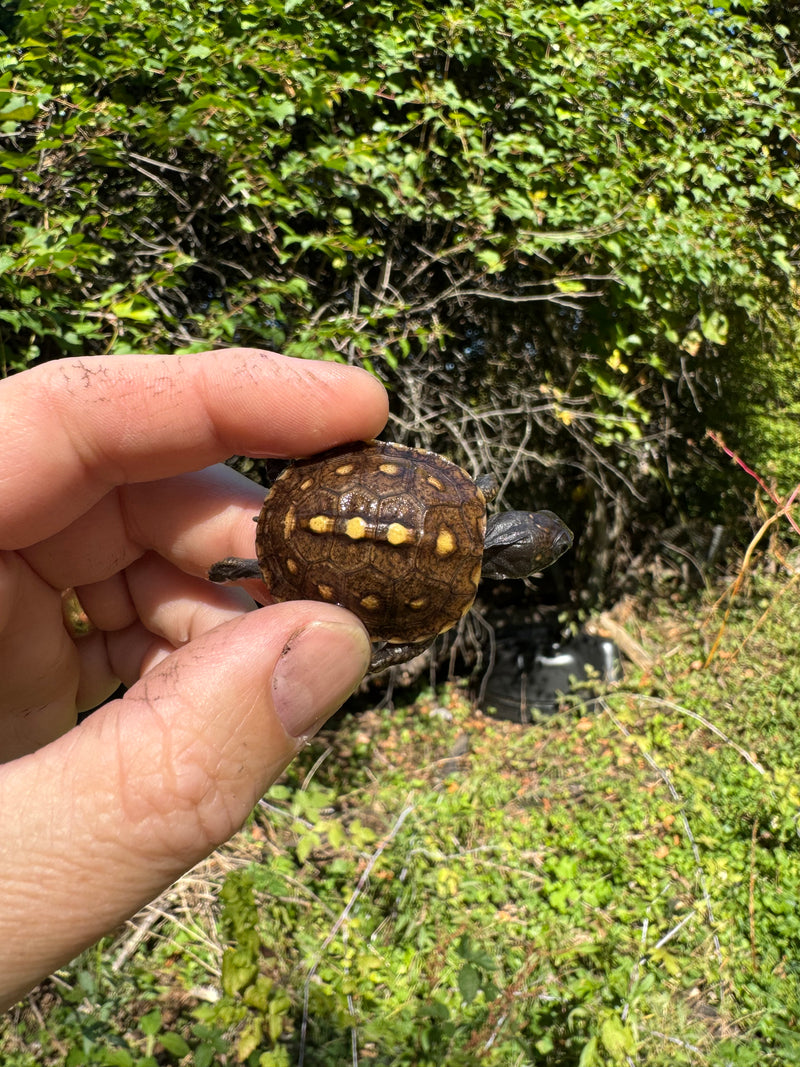 Hi Color Yellow Baby Eastern Box Turtle
