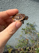 Hi Color Eastern Box Turtle Baby