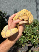 Banana Ball Python Mixed Morph Female