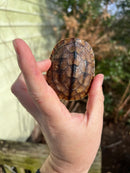 Golden Coin Box Turtle 2023