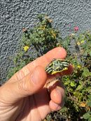 Pastel Clown Yellow Bellied Turtle 2026