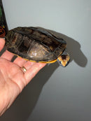 Twist-necked Turtle LTC Male