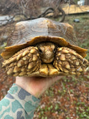 African Spurred Tortoise (13-14 inch) Female