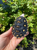 Ornate Diamondback Terrapin Female