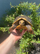 Red Foot Tortoise Adult Female