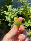 Mitch Clown Red Eared Slider Turtle