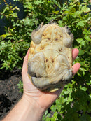 Mexican Giant Musk Adult Pair